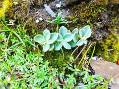 Phedimus subcapitatum