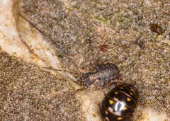 Lophopilio palpinalis