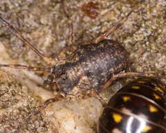 Lophopilio palpinalis