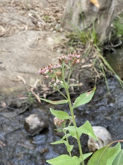 Pluchea odorata odorata