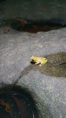 Ranoidea pearsoniana