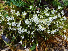 Cerastium morrisonense