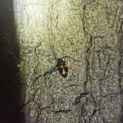 Lioptera erotyloides