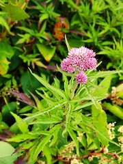 Eupatorium formosanum