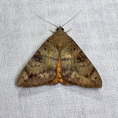 Oxyodes tricolor
