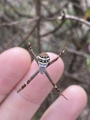 Argiope keyserlingi
