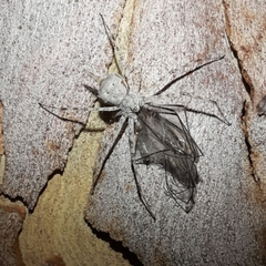 Tamopsis