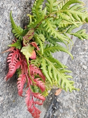 Woodwardia prolifera