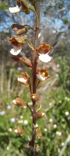 Image of Eulophia micrantha by (c) Adele SL, some rights reserved (CC BY)