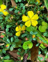 Hibbertia diffusa