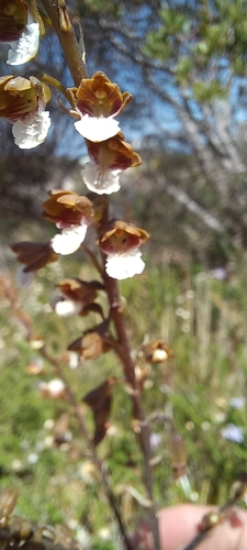 Image of Eulophia micrantha by (c) Adele SL, some rights reserved (CC BY)