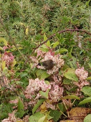 Carpodacus formosanus