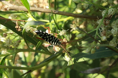 Placosternus erythropus