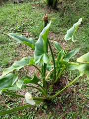 Zantedeschia
