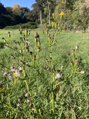 Senecio doria