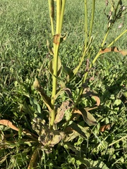 Senecio doria