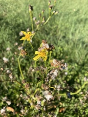 Senecio doria