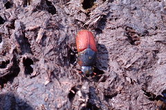 Coprimorphus scrutator