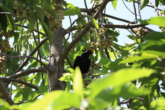 Gracula religiosa
