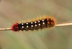 Acronicta auricoma