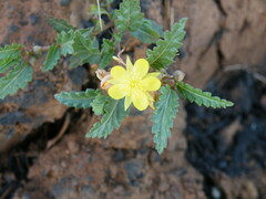 Corchorus asplenifolius