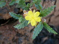 Corchorus asplenifolius
