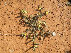 Corchorus asplenifolius