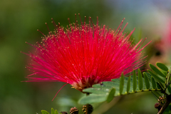 Calliandra