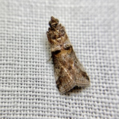 Conobathra hemichlaena