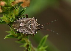 Codophila varia
