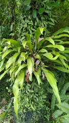 Microsorum punctatum