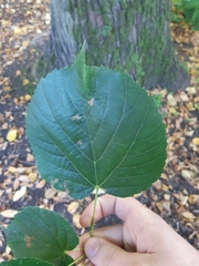 Apiognomonia errabunda