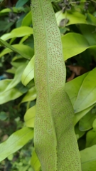 Microsorum punctatum