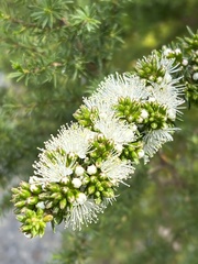 Kunzea ambigua