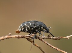 Leucomigus tesselatus