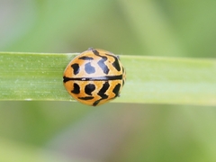 Cleobora mellyi