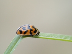 Cleobora mellyi