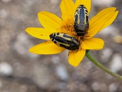 Acmaeodera scalaris
