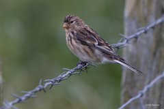 Linaria flavirostris