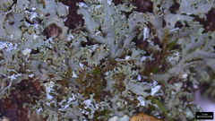 Heterodermia squamulosa