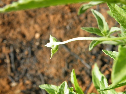 Lippia scaberrima, photograph 4