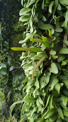 Pyrrosia adnascens