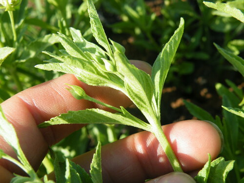 Lippia scaberrima, photograph 6
