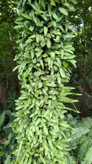 Pyrrosia adnascens