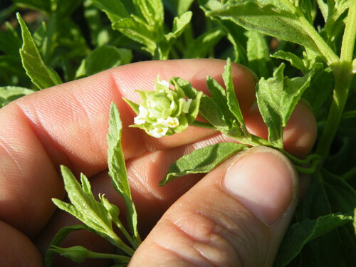 Lippia scaberrima, photograph 5