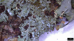 Heterodermia squamulosa