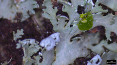 Heterodermia squamulosa