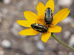 Acmaeodera scalaris