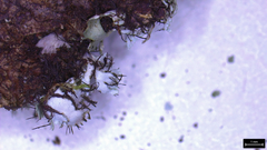 Heterodermia squamulosa
