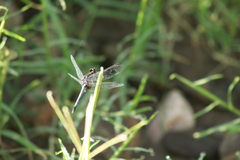 Erythrodiplax basifusca